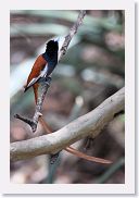 14SerengetiDayGameDrive - 143 * African Paradise-flycatcher.